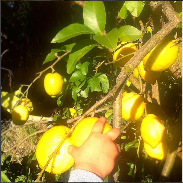 johnny lemon tree.png